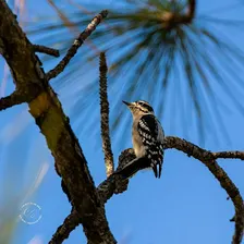 Birding for Kids