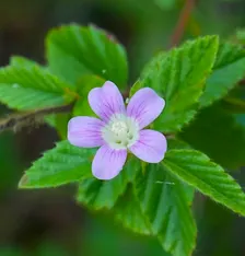 The Power of Place: Discovering Connections in Nature