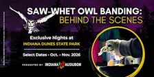 Saw-whet Owl Banding: Behind the Scenes