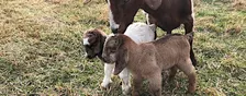 Homesteading Basics