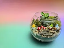 Create Your Own Terrarium!