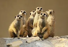 Amazing Animals