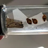 Calming the Chaos: Bed Bug Awareness, Prevention and Response.