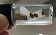 Calming the Chaos: Bed Bug Awareness, Prevention and Response.