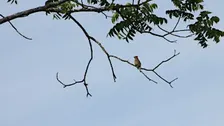 FOPOS Fall Bird Walk with Winnie Hughes Spar // Saturday, October 17th