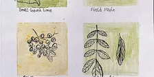 Plants and Pigments Workshop - College Lake, Thursday 24 September