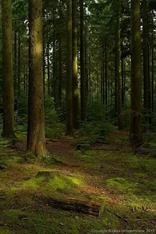 Singles Hike for Muslims seeking marriage - EPPING FOREST