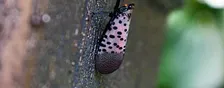 Spotted Lanternfly Comes to Worcester