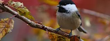 Autumn Birding Walk