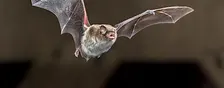 Bat Walk at Foxton Locks