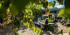 Herbier : récolter des plantes et les préparer au séchage