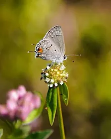 Fall Butterfly Count