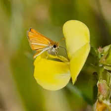 Spring Butterfly Count