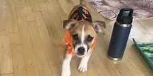 Rescue Puppy Pilates Halloween with Body Bar Southlake