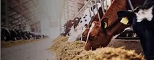 Sustainable Agriculture with Kilkenny Chamber