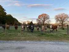 Thames Veterinary Service Cattlemen’s Event