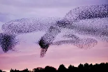 The Magical Art of Starling Murmurations
