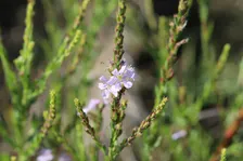 Guided Walk: CREW Flint Pen Strand Trails (White Trail)