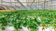 Hydroponics Symposium - Friday, November 6, 2026