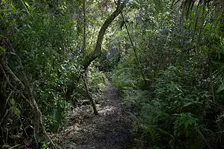Guided Walk: CREW Cypress Dome Trails (White Trail)