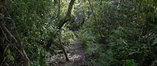 Guided Walk: CREW Cypress Dome Trails (White Trail)