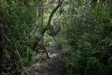 Guided Walk: CREW Cypress Dome Trails (White Trail)