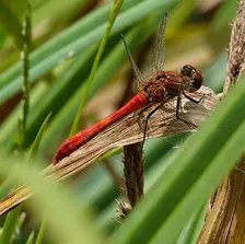 Nature Ramble in Clyne Valley, Swansea - An Intro to Biological Recording