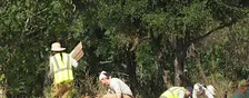 Greening Tully Fields with Our City Forest! (Phases 3-6)