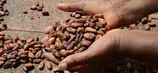 Le donne del cacao. Storie dal continente africano