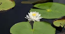 Flower Finder Hike at Hidden Pond Preserve