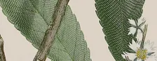 Temporary Exhibition: The Botanical World of Sir Joseph Banks