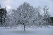 Wildlife Overwintering Strategies