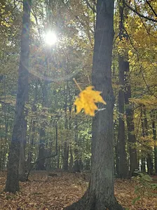 The Magic of Samhain Spirit Walk on Nov. 1st