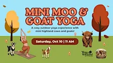Mini Moo and Goat Yoga