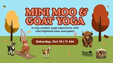 Mini Moo and Goat Yoga