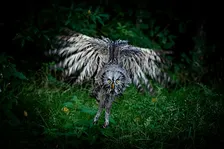 workshop roofvogelfotografie