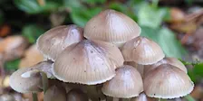 Langdon fungi talk & walk
