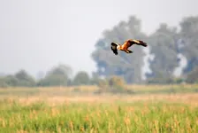 Ramble to the roost (29 November)