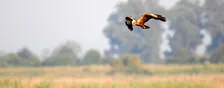 Ramble to the roost (27 December)