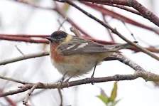 Songs of the Pine Savanna [a guided bird walk at Piney Grove Preserve]