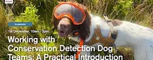 Working with Conservation Detection Dog Teams: A Practical Introduction