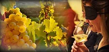 Il Riesling: il suo fascino e la sua irresistibile intensità