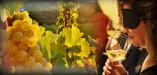 Il Riesling: il suo fascino e la sua irresistibile intensità