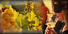 Il Riesling: il suo fascino e la sua irresistibile intensità