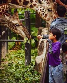 Zoological Garden Free Visit