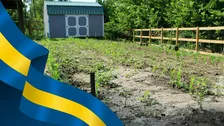 Sweden Week: "Swede" Harvesting in Abby's Garden