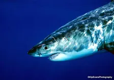 Sharktober