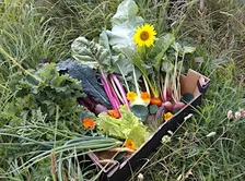 Grow Your Own Food: A Beginner's Evening