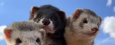 Ferret Fun
