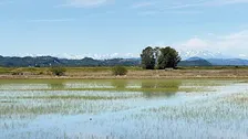 Una giornata tra risaie, memorie e meraviglie